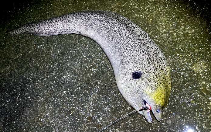 ドクウツボ 面白い名前の魚