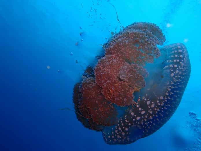 クラゲの仲間 堤防 毒魚