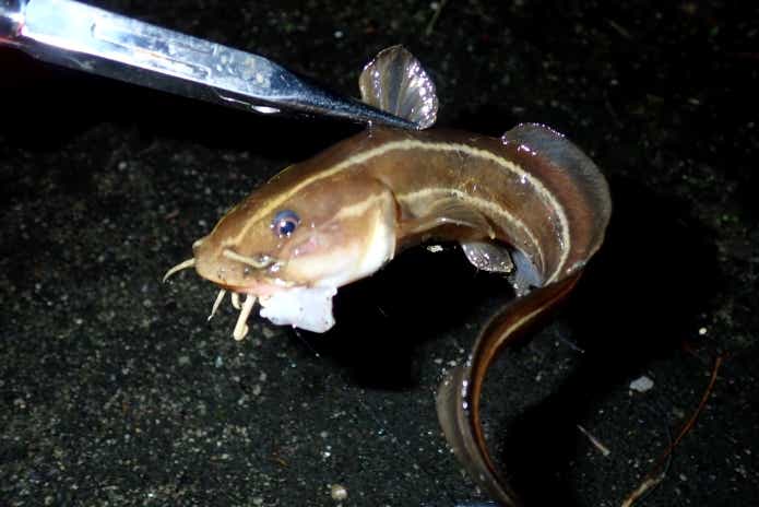 ゴンズイ 堤防 毒魚