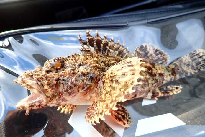 堤防 毒魚 オニカサゴ