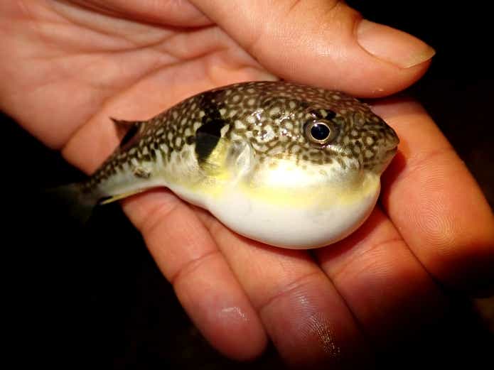 毒魚 クサフグ