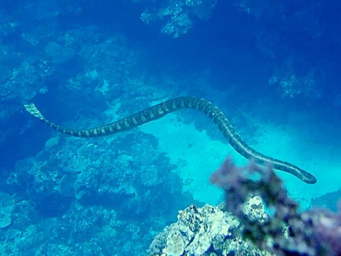 ウミヘビ 堤防 釣り