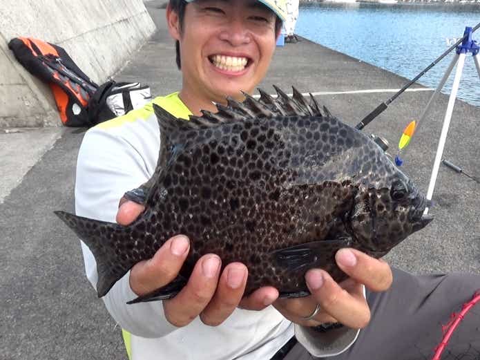 イシガキダイ 堤防 毒魚
