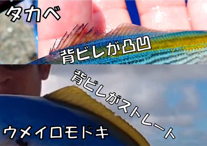 タカベ　ウメイロモドキ　見分け方