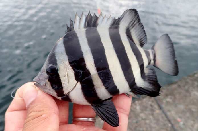 サンバソウ