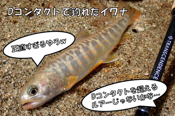 Dコンタクト　Dコークス