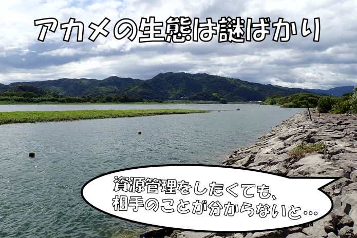 アカメ 生態