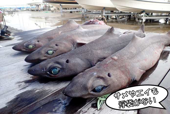 サメ　浮袋　持たない
