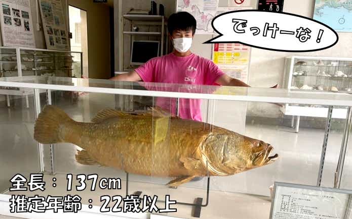 アカメ 赤目 最大サイズ