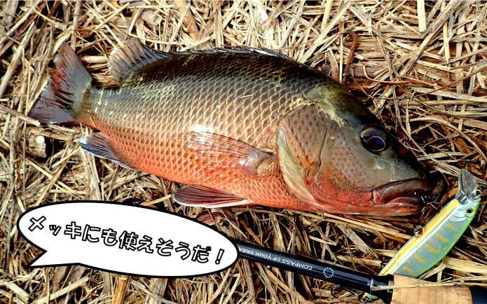 Dコークス　ライトソルト　海　インプレ