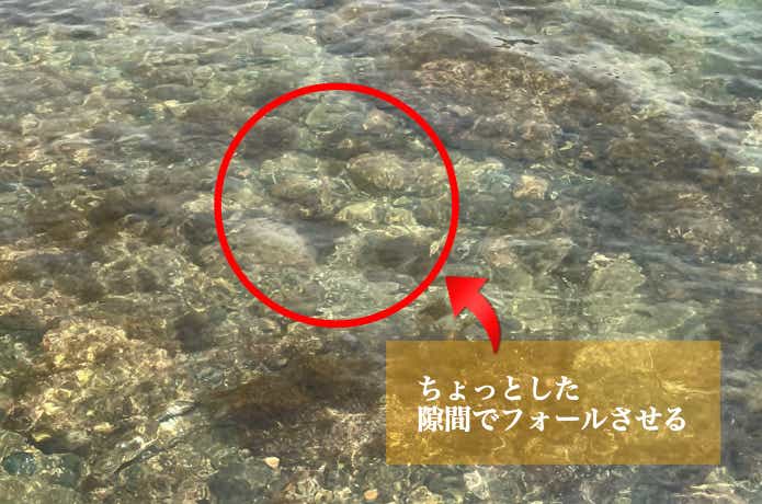 シャローエギングの画像