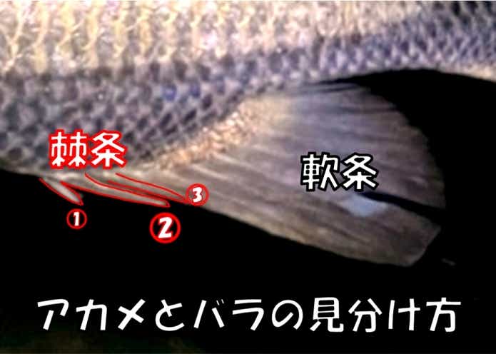 アカメ バラマンディ 違い 見分け方
