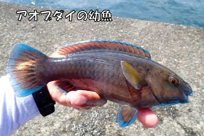 ハコフグ 毒 パリトキシン