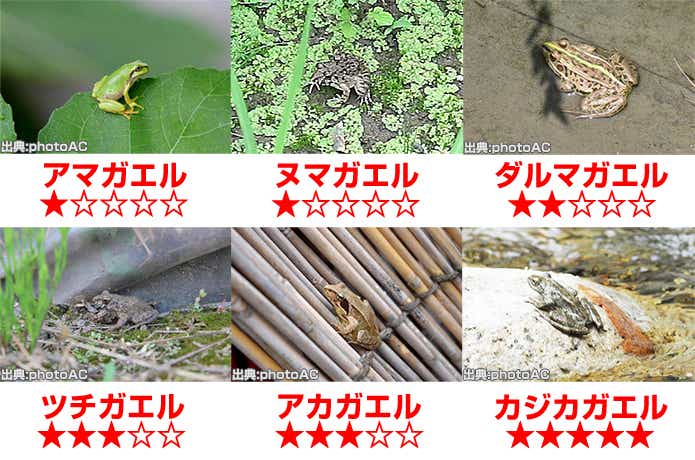 カエル　種類
