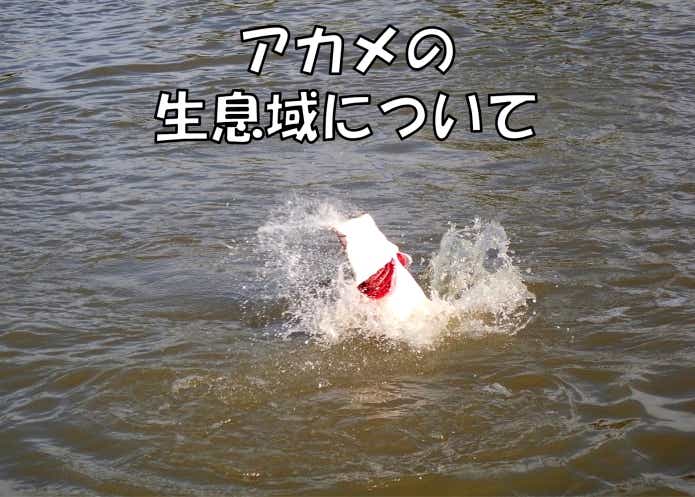幻のアカメ”は釣ってもいいの？！日本三大怪魚アカメの基礎的な