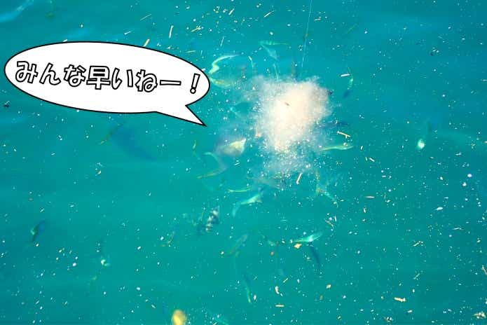 ハコフグ コマセ