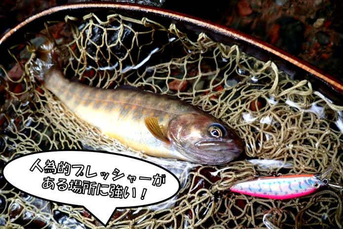 Dコークス　長所