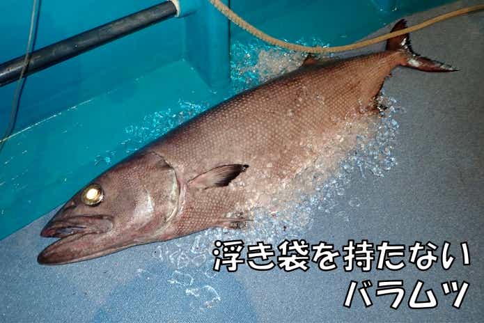 浮袋　バラムツ