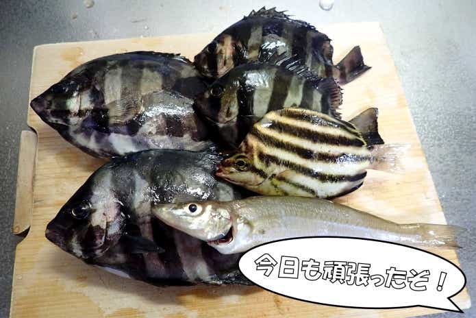 サンバソウ 釣果