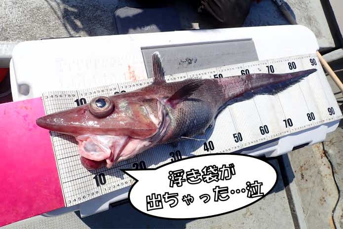 深海魚　浮袋