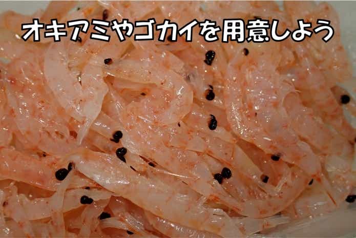 サンバソウ エサ オキアミ