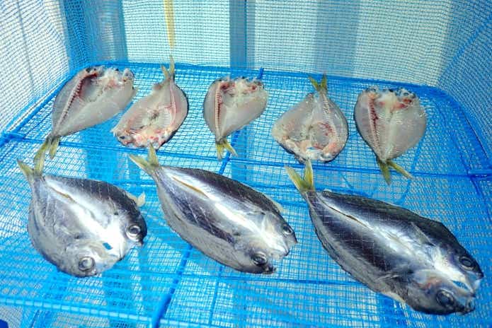 タカベ　干物