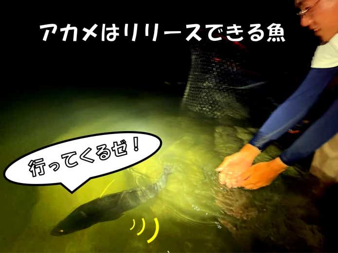 アカメ キャッチ&リリース