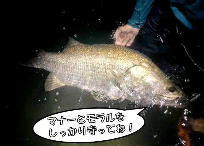 アカメ 今後