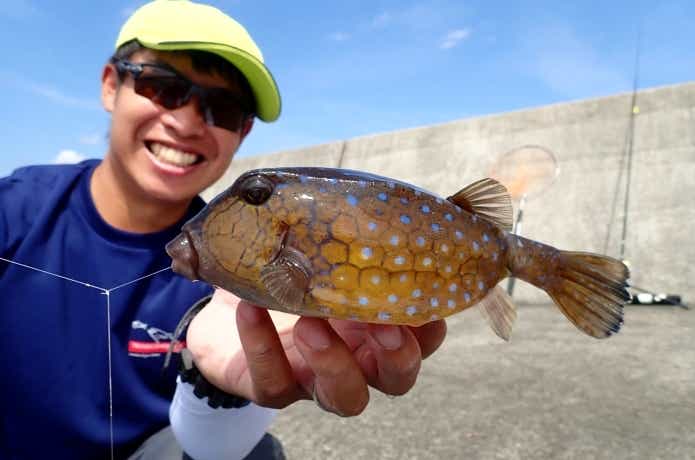 ハコフグ　釣り