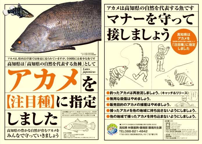 高知県 アカメ 注目種