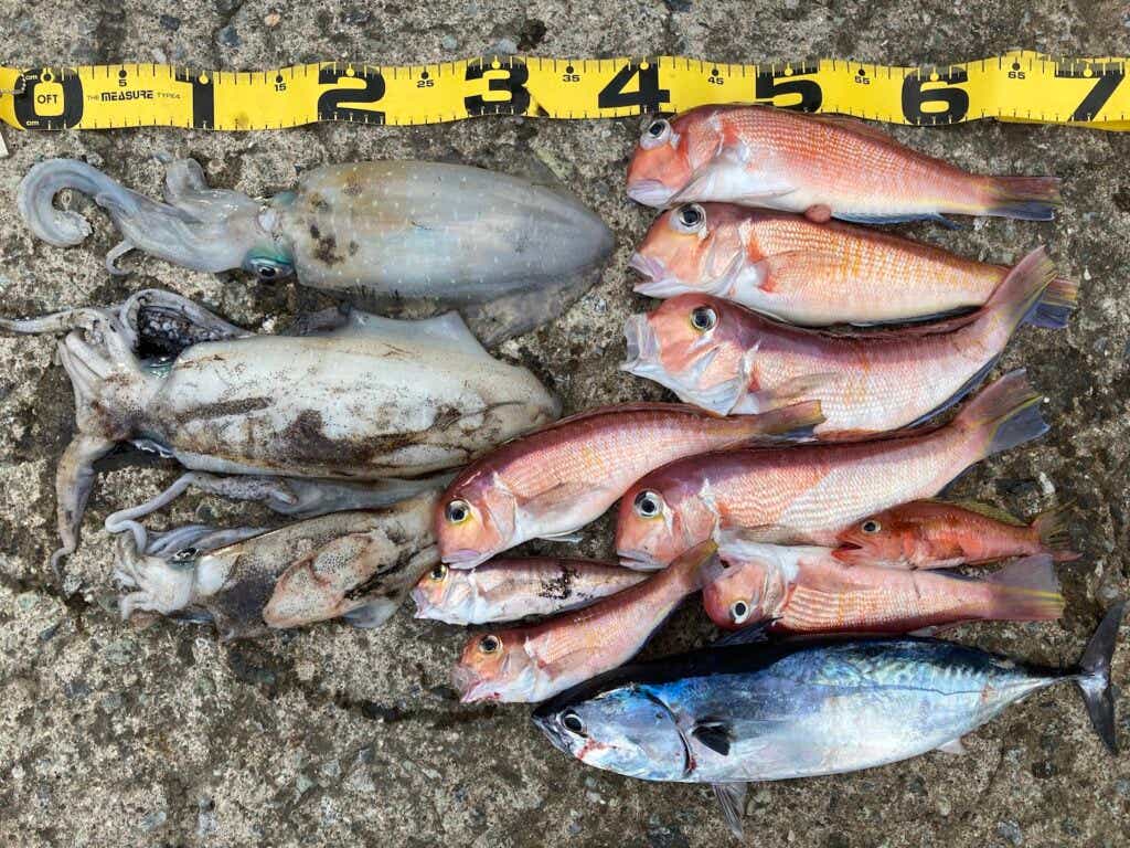 魚