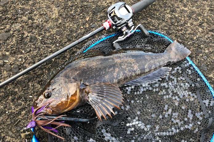 チャターベイトの釣果