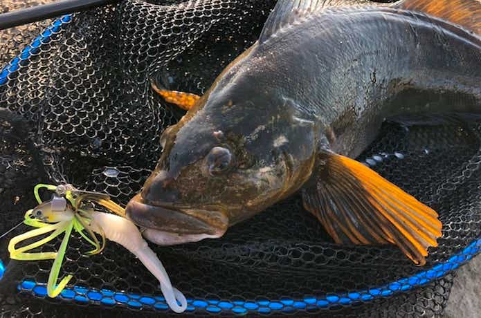 チャターベイトでアイナメの釣果