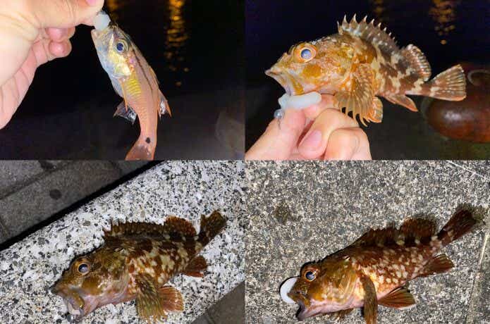 虫ヘッドの画像