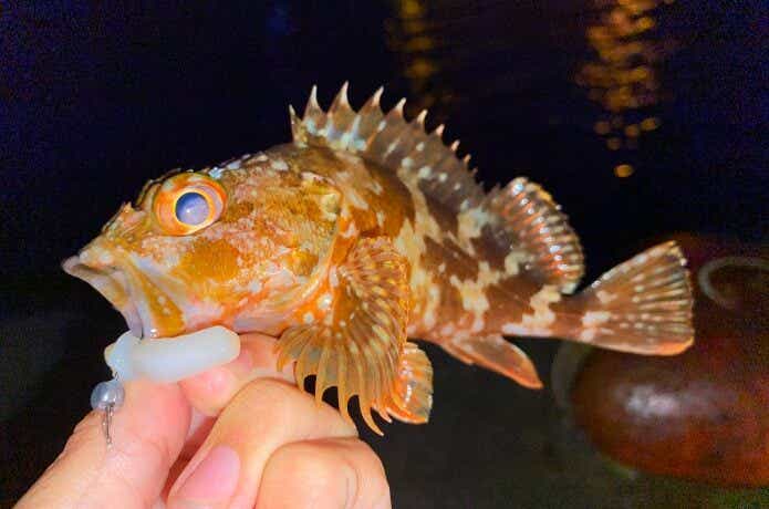 虫ヘッドの画像