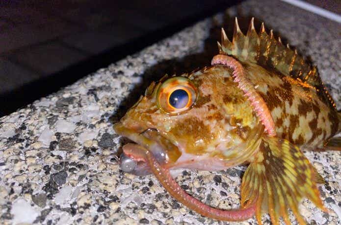 虫ヘッドの画像