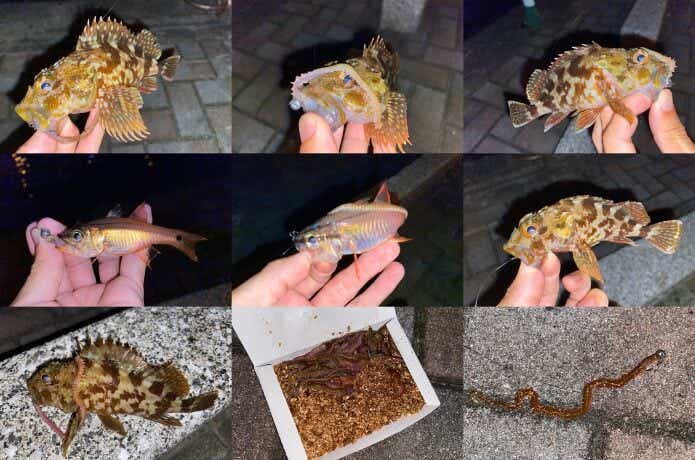 虫ヘッドの画像