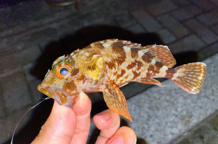 虫ヘッドの画像