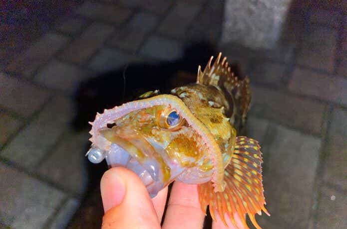 虫ヘッドの画像
