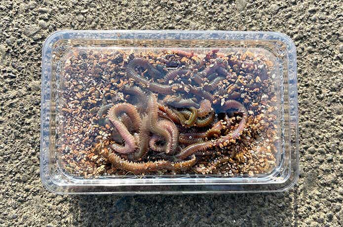 アオイソメ
