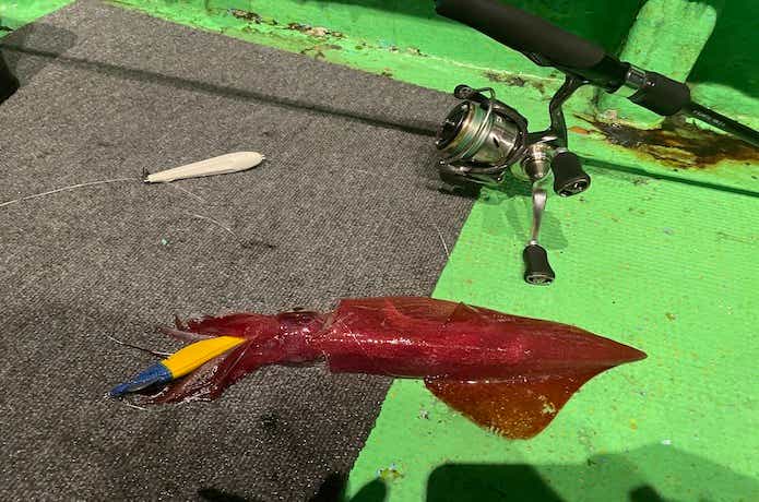 エギマルの画像