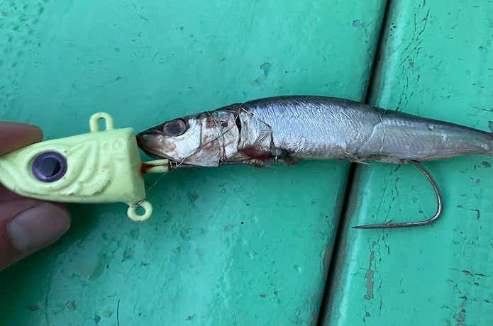 タチウオテンヤの画像
