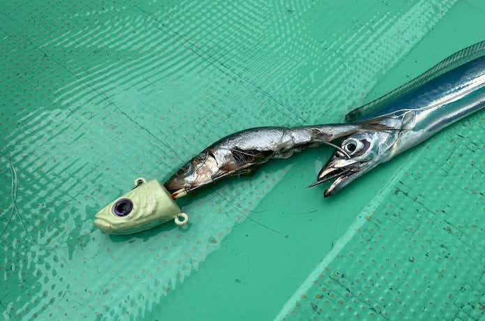 タチウオテンヤのエサの画像