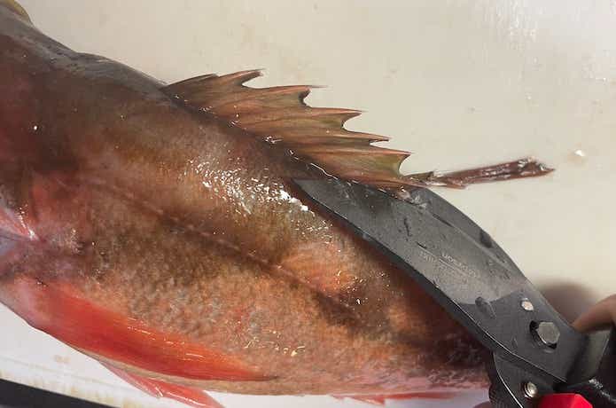沖メバルの料理の画像