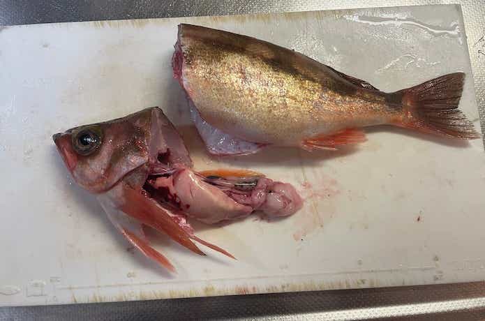 沖メバルの料理の画像