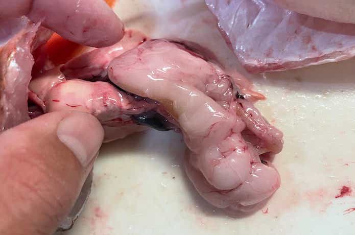 沖メバルの料理の画像