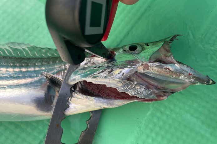 タチウオの締め方4パターンを元釣具屋が解説！タチウオは鮮度が落ちやすい魚です | 【TSURI HACK】日本最大級の釣りマガジン - 釣りハック