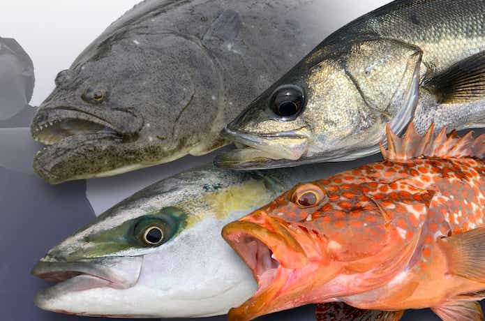 ビッグバッカー ワグシャッド　対象魚