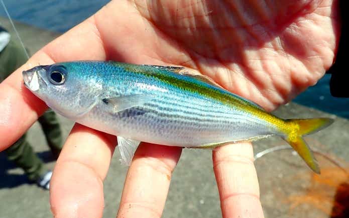 タカベ　特徴　釣り