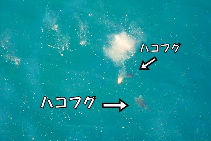 ハコフグ コマセ